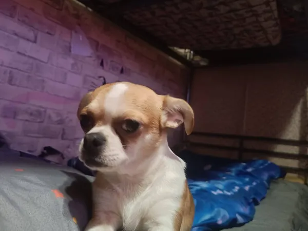 Zaginął pies, Chorzów, Chorzów Batory, 3 lutego 2026 (2/2)