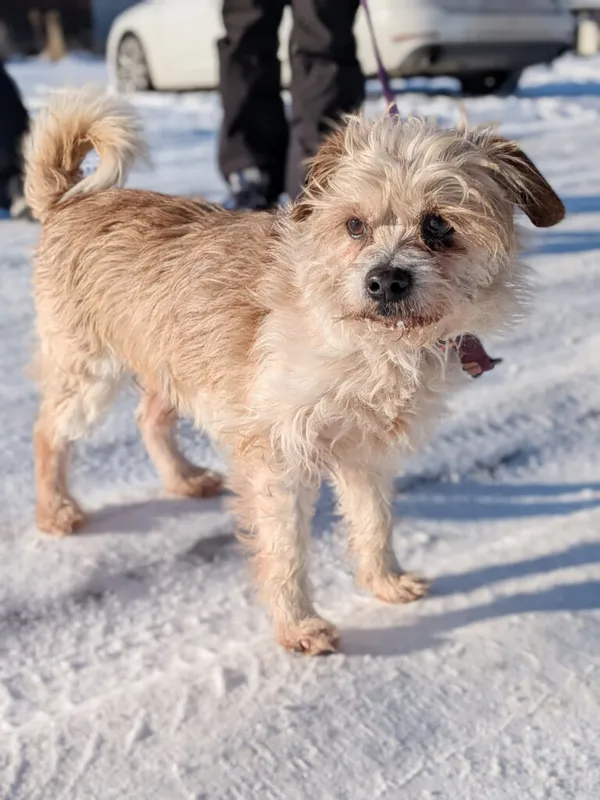 Pies do adopcji, Korabiewice, 3 lutego 2026 (2/2)