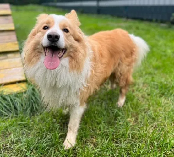 Pies do adopcji, Kraków, 19 stycznia 2026 (2/4)