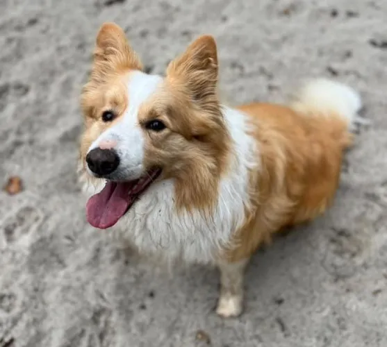 Pies do adopcji, Kraków, 19 stycznia 2026 (3/4)