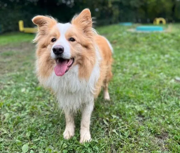 Pies do adopcji, Kraków, 19 stycznia 2026 (4/4)