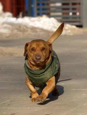 Pies do adopcji, Pabianice, 19 stycznia 2026 (5/5)