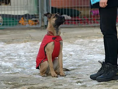 Pies do adopcji, Pabianice, 7 stycznia 2025 (2/2)