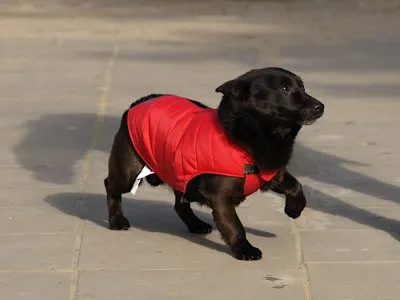 Pies do adopcji, Pabianice, 22 grudnia 2025 (1/2)