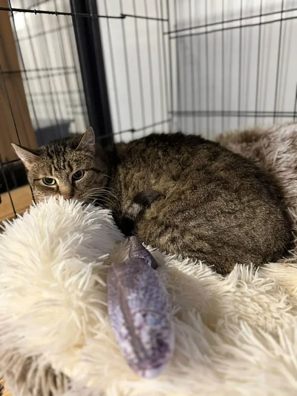 Kot do adopcji, Głowno, 2 grudnia 2025 (1/5)