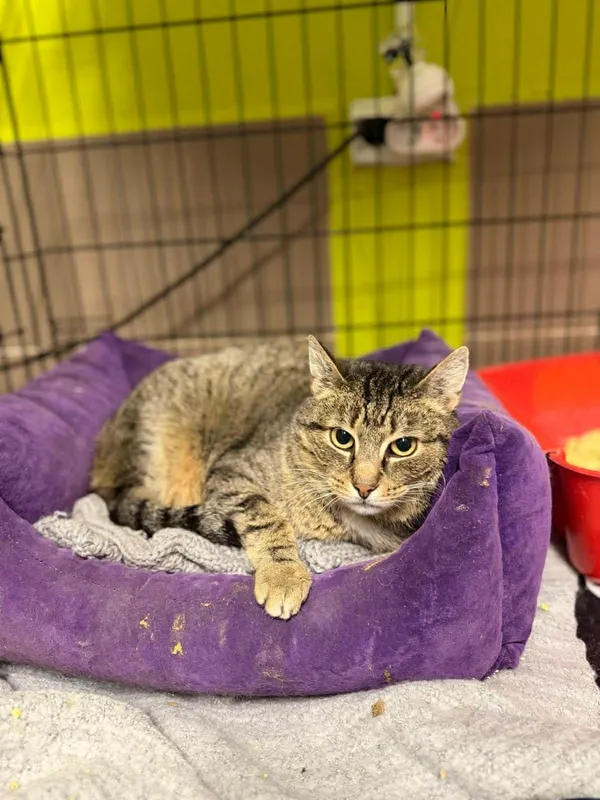 Kot do adopcji, Głowno, 2 grudnia 2025 (3/5)