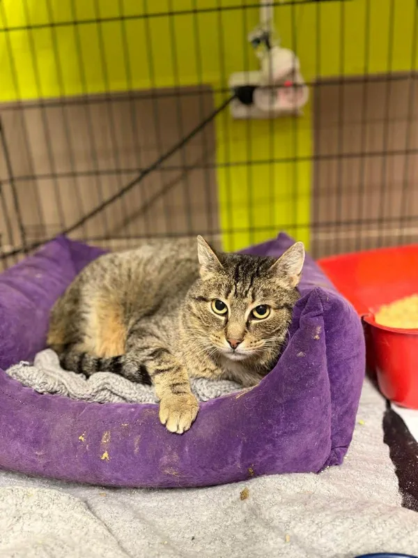 Kot do adopcji, Głowno, 2 grudnia 2025 (4/5)