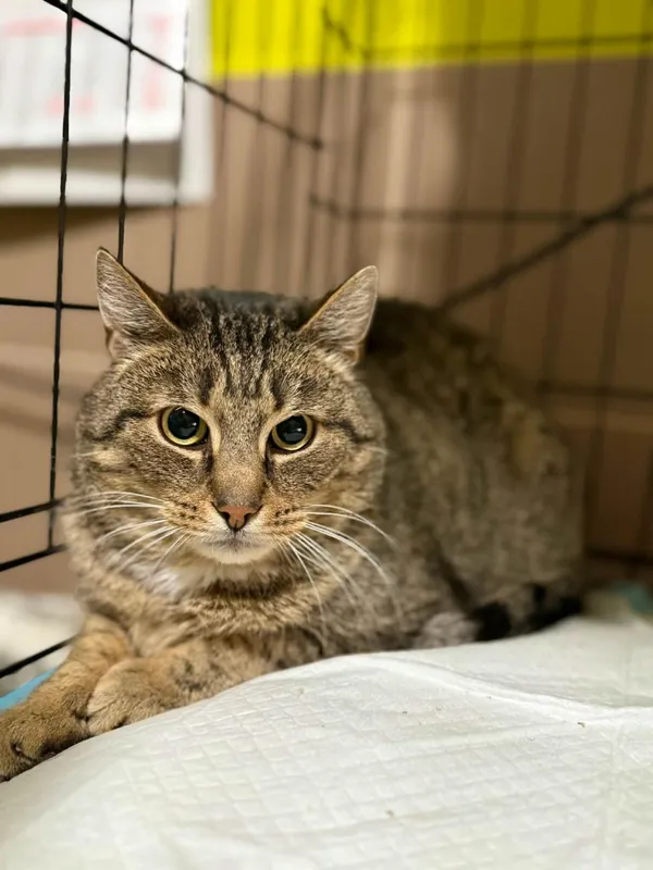 Kot do adopcji, Głowno, 2 grudnia 2025 (5/5)