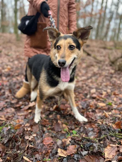 Pies do adopcji, Oborniki, 13 stycznia 2026