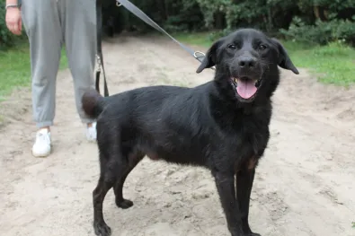 Pies do adopcji, Oborniki, 7 stycznia 2026