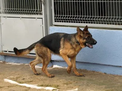 Pies do adopcji, Pabianice, 3 stycznia 2026 (1/5)