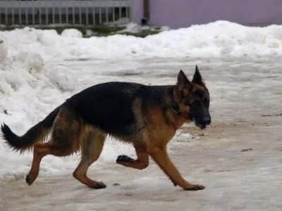 Pies do adopcji, Pabianice, 3 stycznia 2026 (5/5)