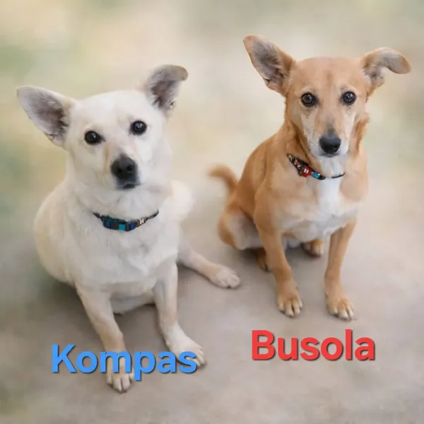 Pies do adopcji, Pionki, 3 lutego 2026 (1/4)