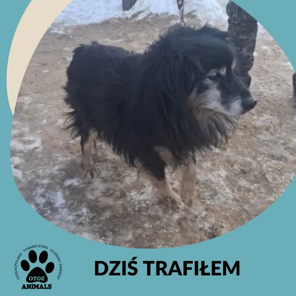 Znaleziono psa, Dąbrówka, 2 lutego 2026