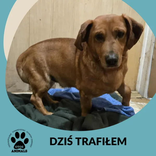 Znaleziono psa, Dąbrówka, 31 stycznia 2026