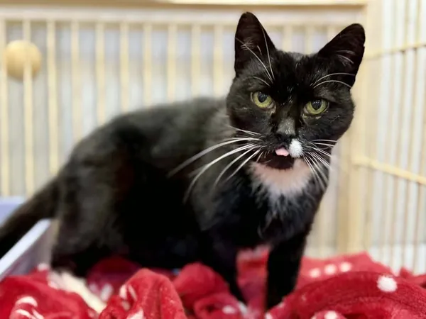 Znaleziono kota, Chojnice, 3 lutego 2026