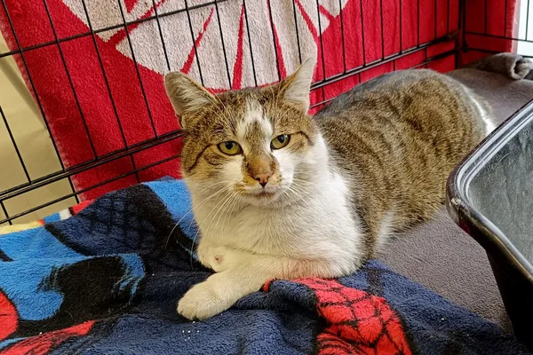 Znaleziono kota, Wałbrzych, 1 lutego 2026