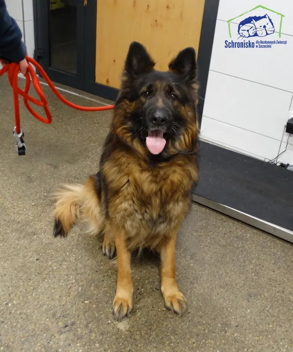 Znaleziono psa, Szczecin, 3 lutego 2026