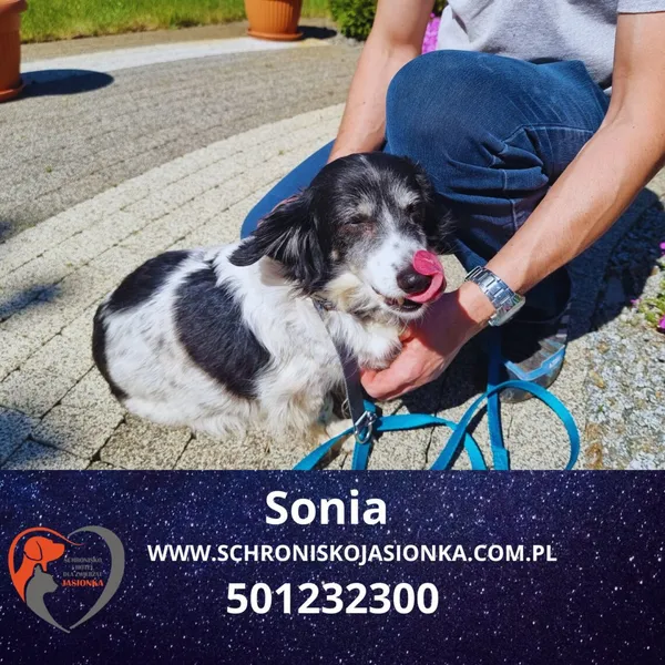 Pies do adopcji, Dębniak, 24 kwietnia 2025