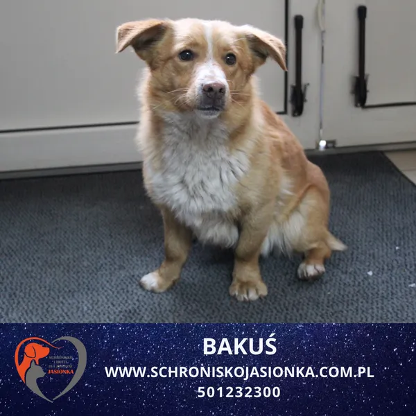 Znaleziono psa, Dębniak, 4 lutego 2026