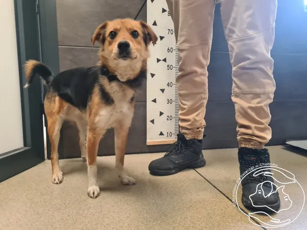 Znaleziono psa, Chełmek, 4 lutego 2026