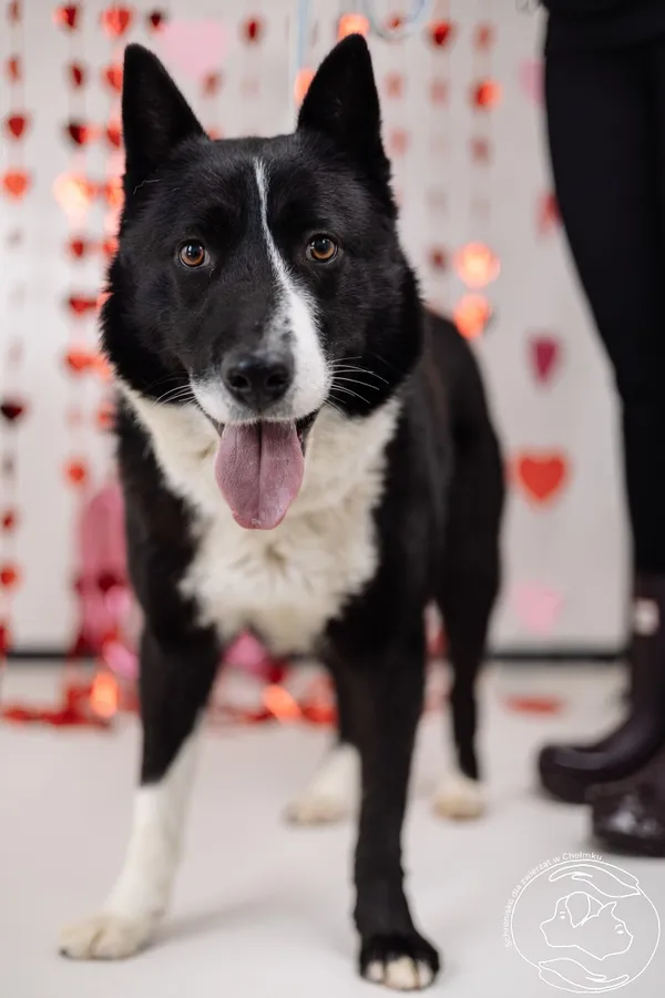 Pies do adopcji, Chełmek, 3 lutego 2026