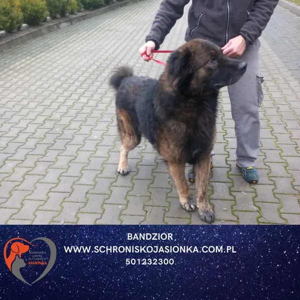 Znaleziono psa, Dębniak, 5 grudnia 2025