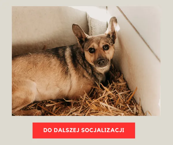 Pies do adopcji, Czartki, 3 lutego 2026