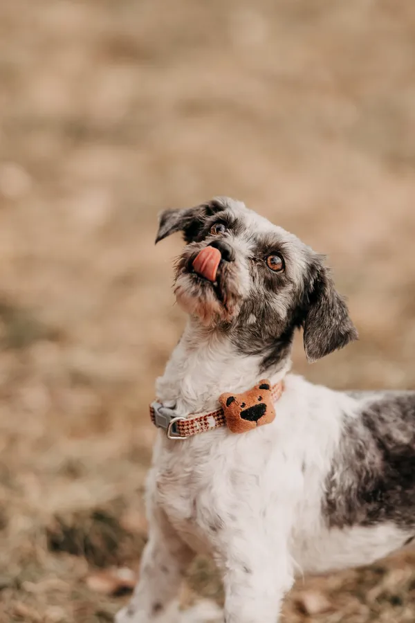 Pies do adopcji, Czartki, 4 lutego 2026 (3/5)