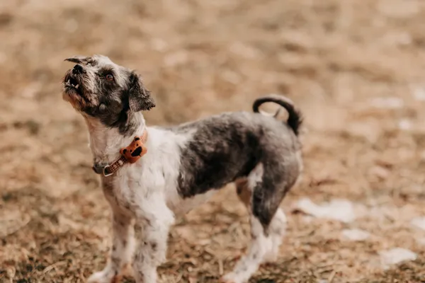 Pies do adopcji, Czartki, 4 lutego 2026 (4/5)