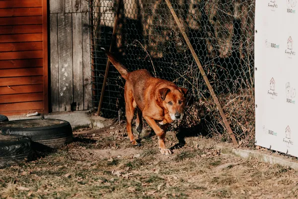 Pies do adopcji, Czartki, 4 lutego 2026 (5/5)