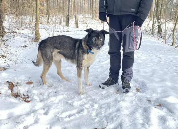 Pies do adopcji, Platerówka, 4 lutego 2026 (2/3)