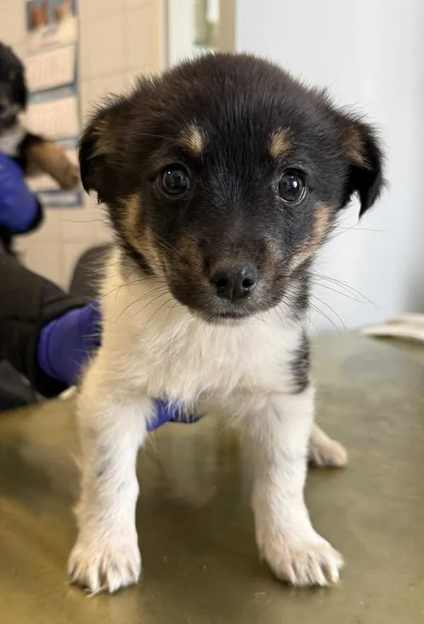 Znaleziono psa, Lublin, 3 lutego 2026