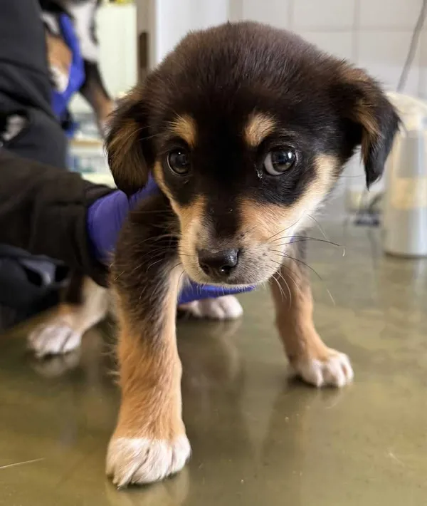 Znaleziono psa, Lublin, 3 lutego 2026