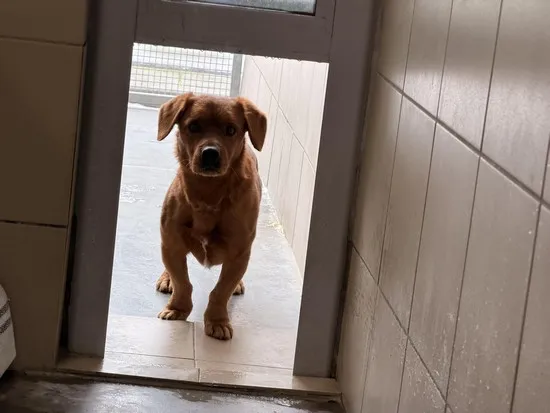 Pies do adopcji, Kraków, 20 stycznia 2026