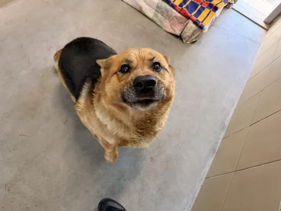 Pies do adopcji, Kraków, 20 stycznia 2026