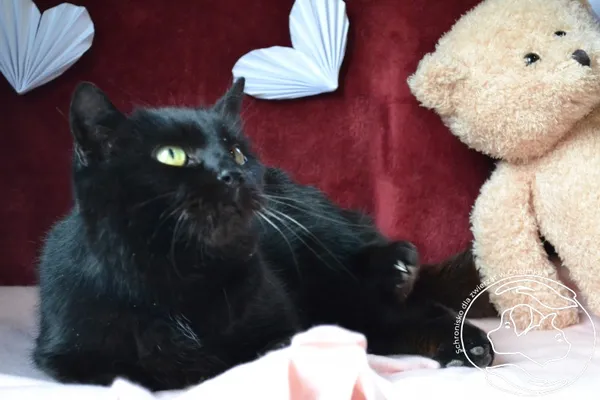 Kot do adopcji, Chełmek, 3 stycznia 2026