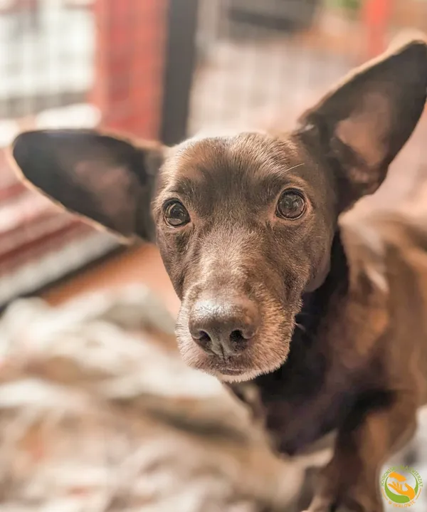 Znaleziono psa, Skałowo, 3 lutego 2026 (1/3)