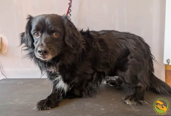 Znaleziono psa, Skałowo, 3 lutego 2026 (2/3)