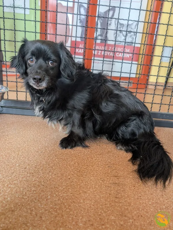 Znaleziono psa, Skałowo, 3 lutego 2026 (3/3)