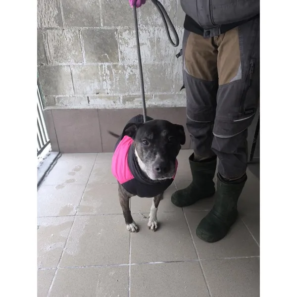 Znaleziono psa, Białystok, 4 lutego 2026