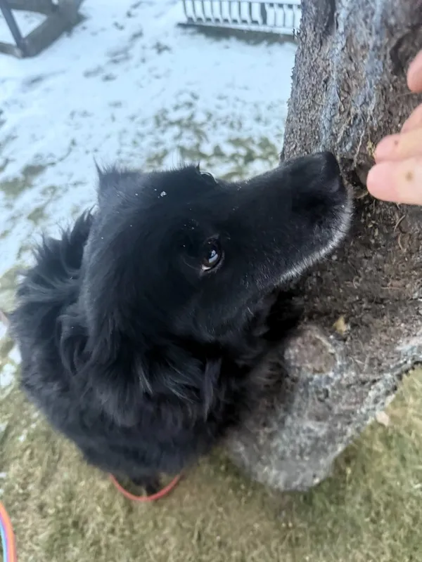 Pies do adopcji, Tychy, 26 grudnia 2025