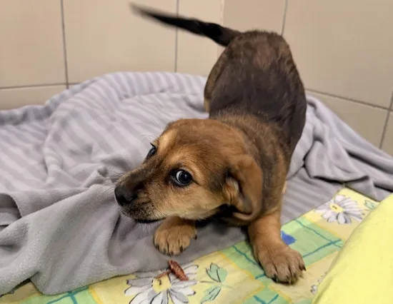 Pies do adopcji, Kraków, 2 lutego 2026