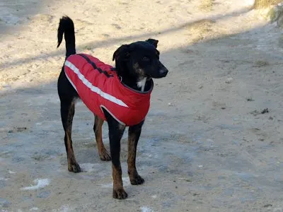 Pies do adopcji, Pabianice, 13 stycznia 2026 (3/4)