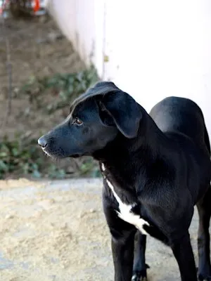 Pies do adopcji, Pabianice, 23 grudnia 2025 (1/2)