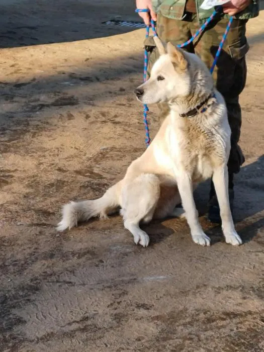 Znaleziono psa, Toruń, 3 lutego 2026