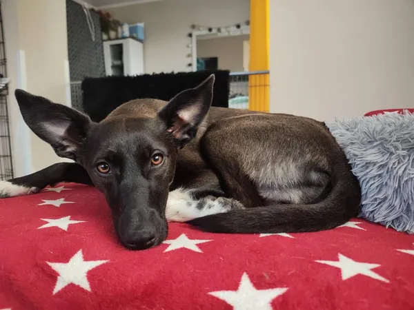 Znaleziono psa, Toruń, 2 lutego 2026