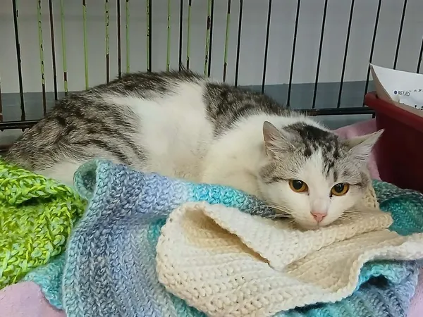 Znaleziono kota, Toruń, 2 lutego 2026