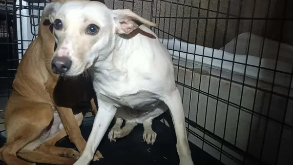 Znaleziono psa, Toruń, 29 stycznia 2026