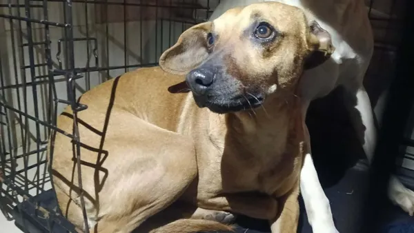 Znaleziono psa, Toruń, 29 stycznia 2026